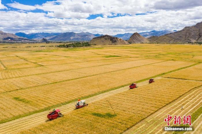 9月19日，西藏日喀则市江孜县紫金乡努堆村村民利用收割机收青稞。 日喀则是西藏重要的商品粮基地，被誉为“西藏粮仓”。时下，正值青稞收获季节，金色的农田里，村民们抢抓农时收割青稞，田间地头一派繁忙景象。(无人机拍摄) <a target='_blank' href='http://www.chinanews.com/'><p  align=