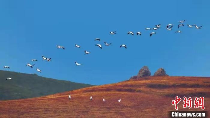 云南寻甸：越冬黑颈鹤数量逐年提升