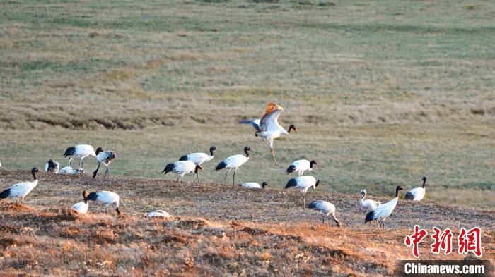 云南寻甸：越冬黑颈鹤数量逐年提升