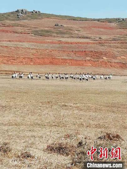 云南寻甸：越冬黑颈鹤数量逐年提升