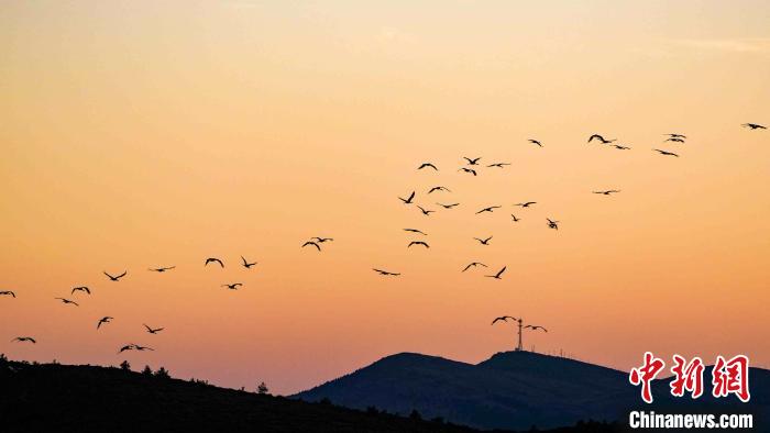 云南寻甸：越冬黑颈鹤数量逐年提升