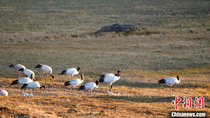云南寻甸：越冬黑颈鹤数量逐年提升