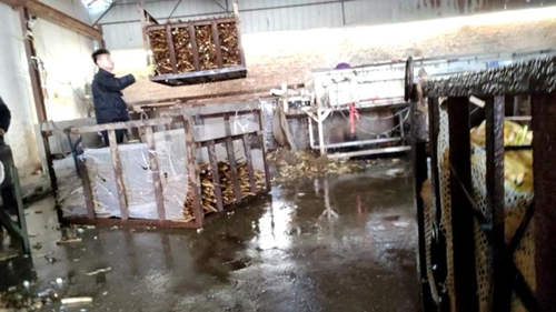 山药“易容术”：消毒剂漂白变白嫩