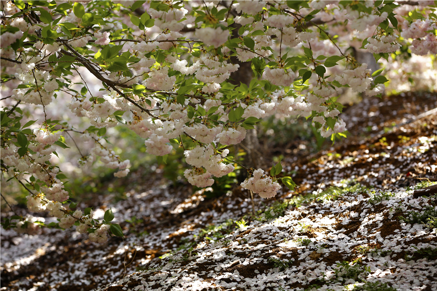 赴樱花山“樱花之约”：赏樱归来不看樱