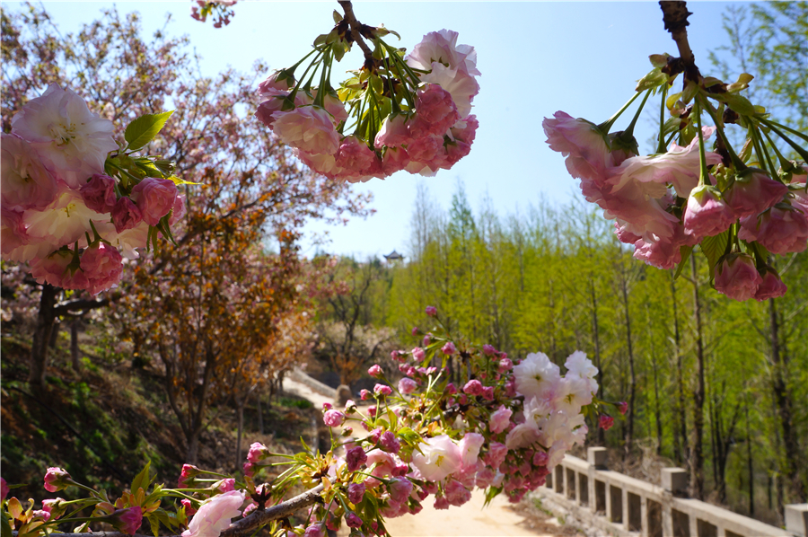 赴樱花山“樱花之约”：赏樱归来不看樱