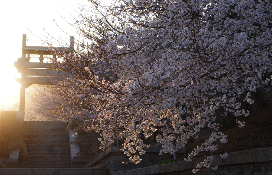 赴樱花山“樱花之约”：赏樱归来不看樱