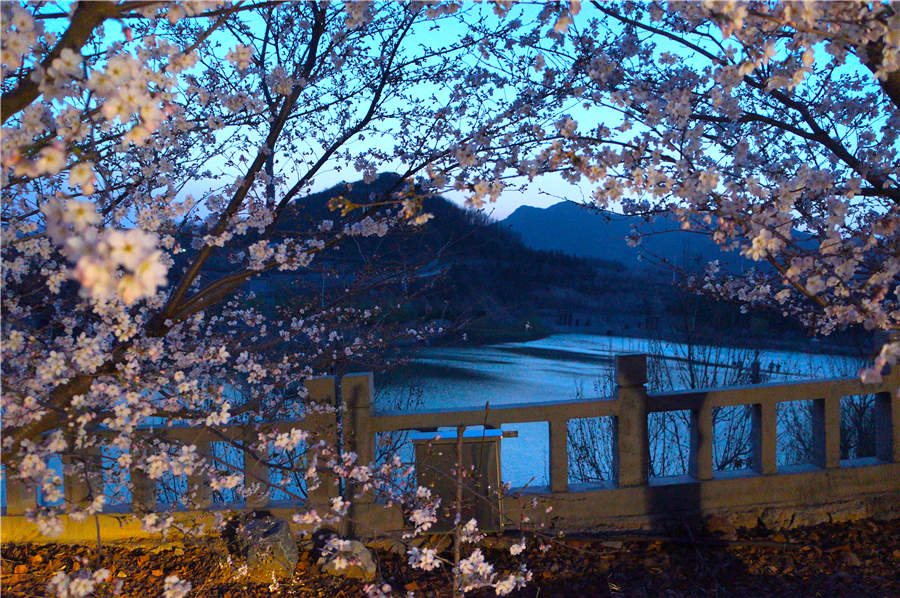 赴樱花山“樱花之约”：赏樱归来不看樱