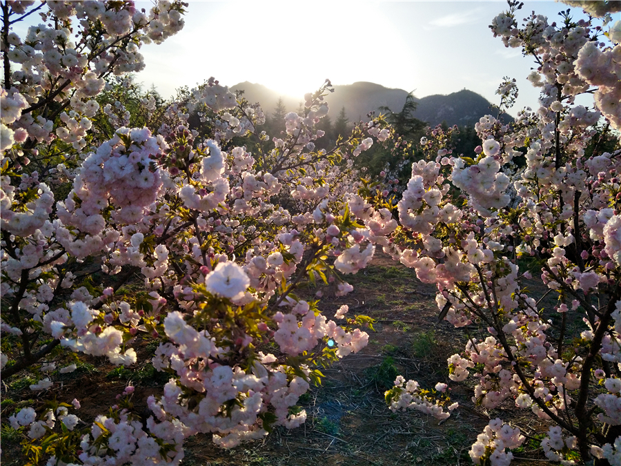 赴樱花山“樱花之约”：赏樱归来不看樱