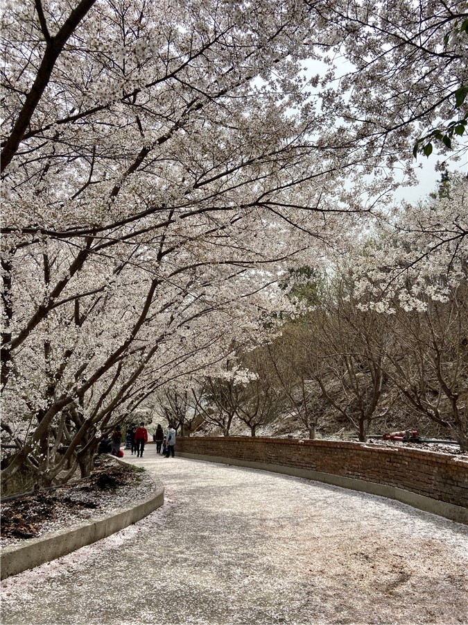 赴樱花山“樱花之约”：赏樱归来不看樱