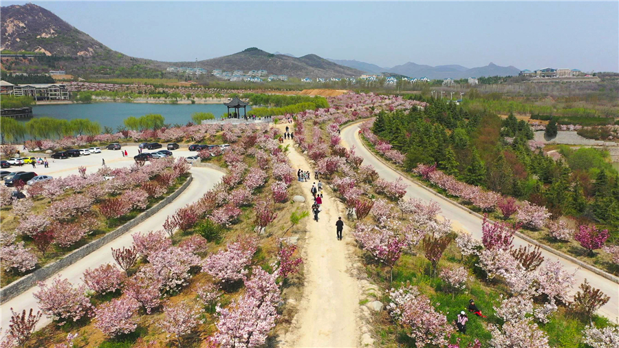 赴樱花山“樱花之约”：赏樱归来不看樱