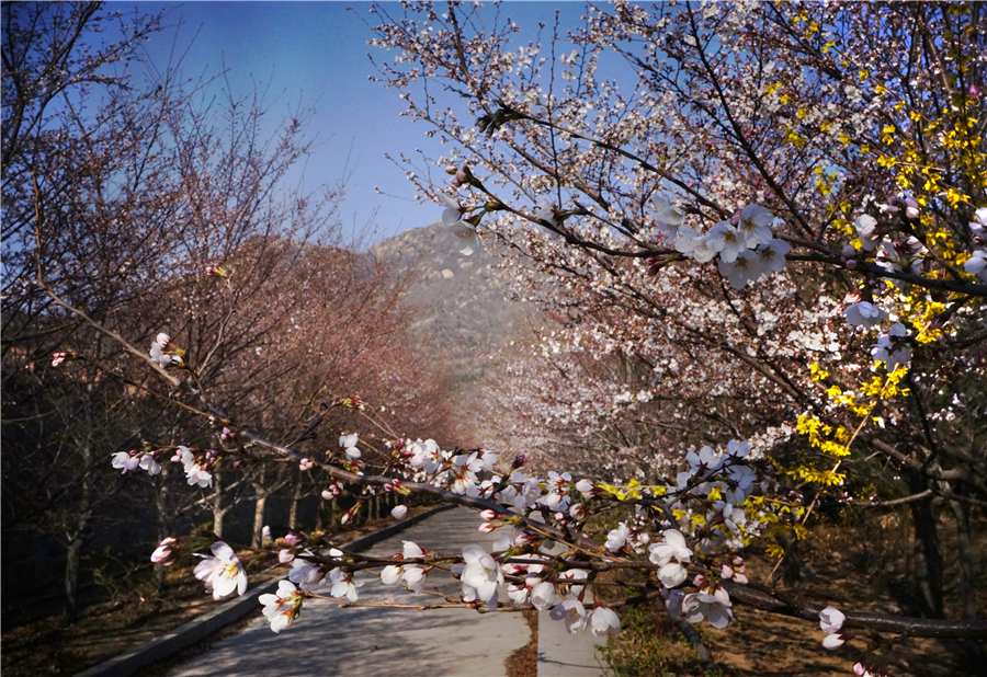 赴樱花山“樱花之约”：赏樱归来不看樱