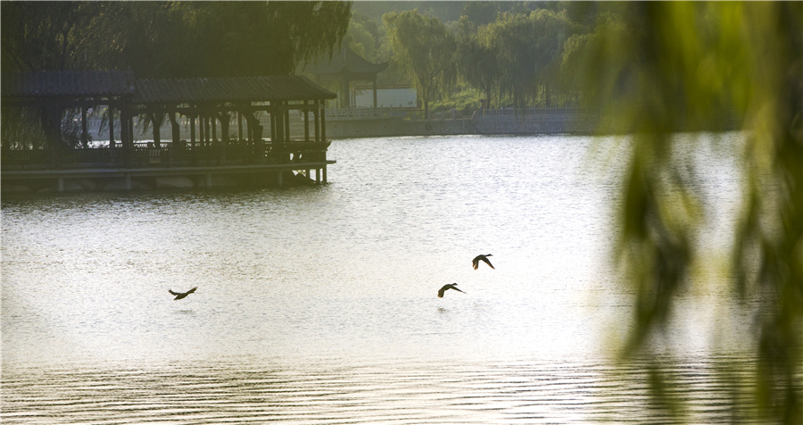 赴樱花山“樱花之约”：赏樱归来不看樱