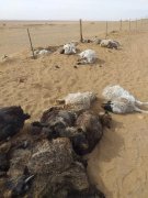 蒙古国特大沙尘暴遇难人数升至10人 仍有11人失踪