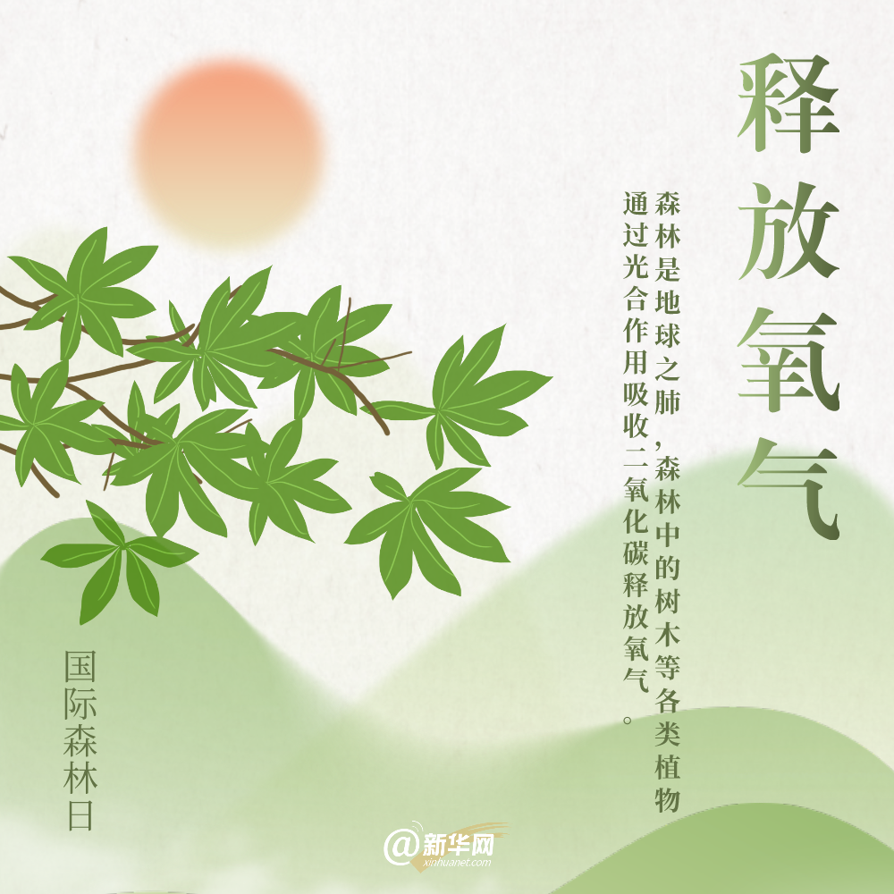 国际森林日丨细数森林给地球带来的“buff”