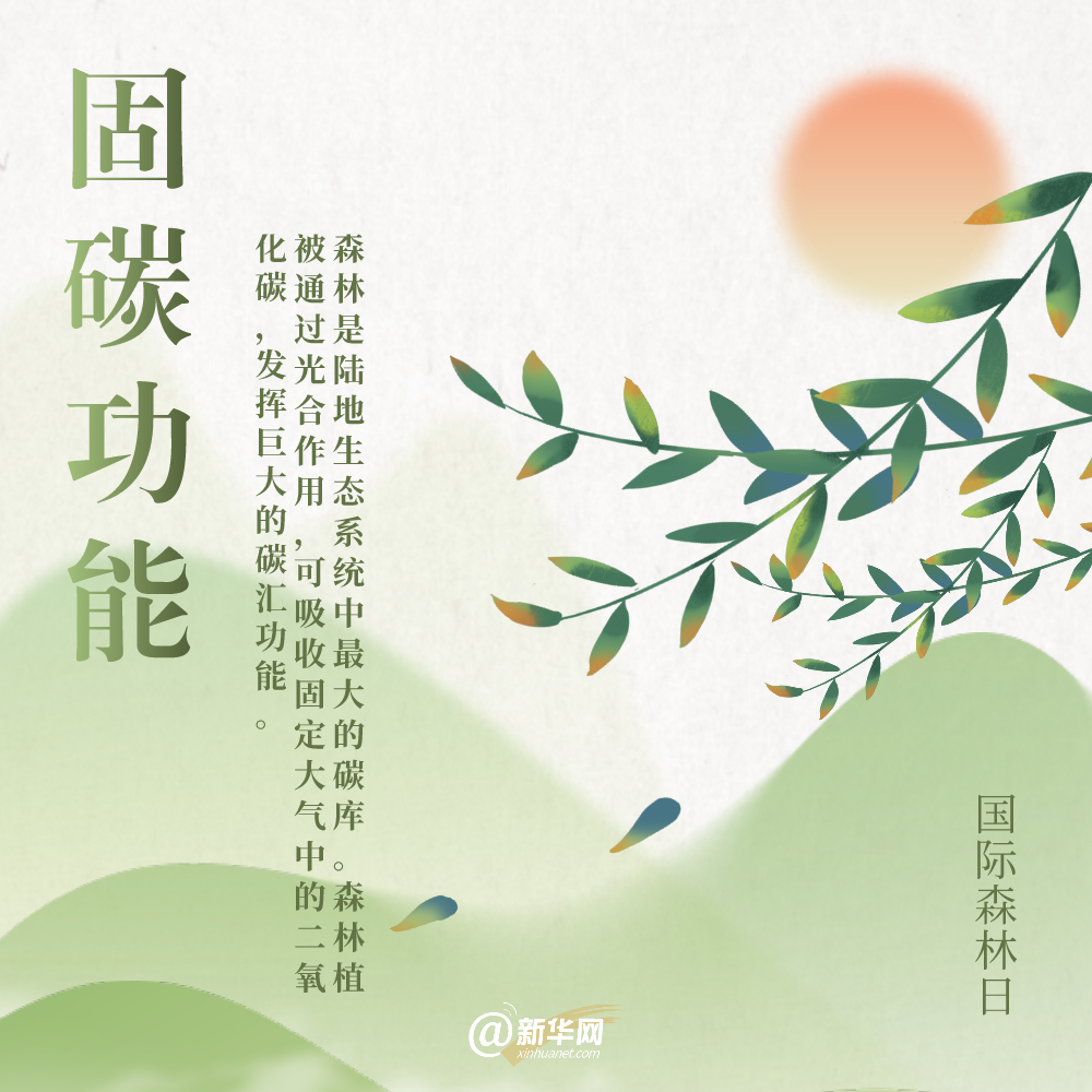 国际森林日丨细数森林给地球带来的“buff”