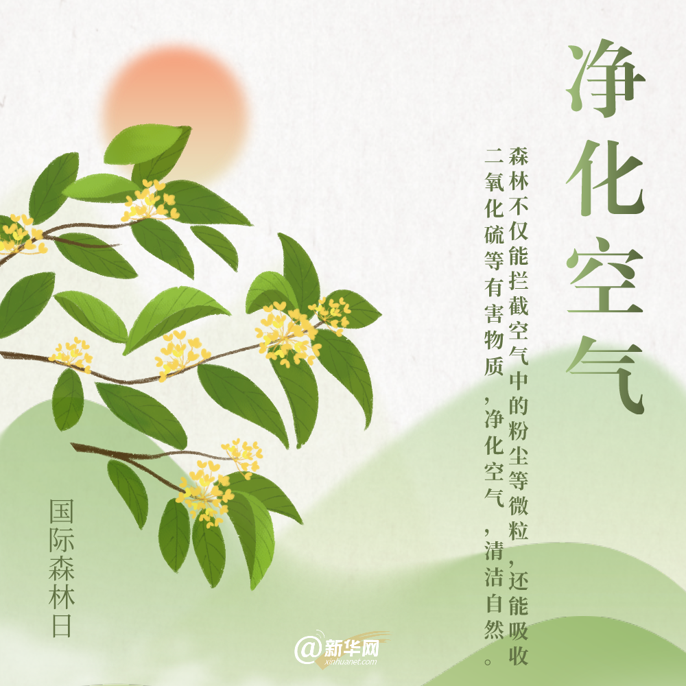 国际森林日丨细数森林给地球带来的“buff”