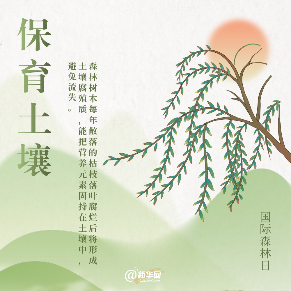 国际森林日丨细数森林给地球带来的“buff”