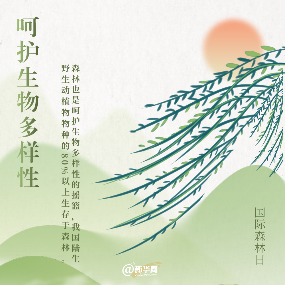 国际森林日丨细数森林给地球带来的“buff”