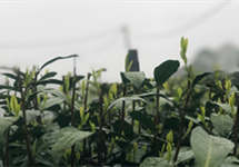 今年春茶量价齐升，品牌发力电商业务