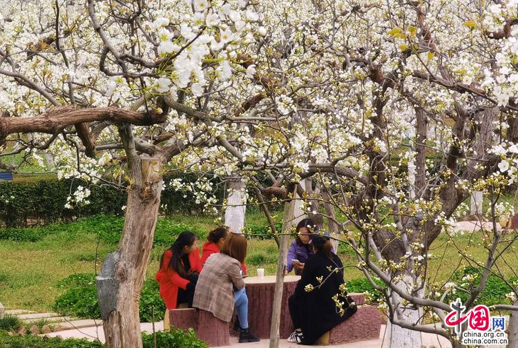 四川苍溪：梨花经济富农家 品牌优势已经凸显