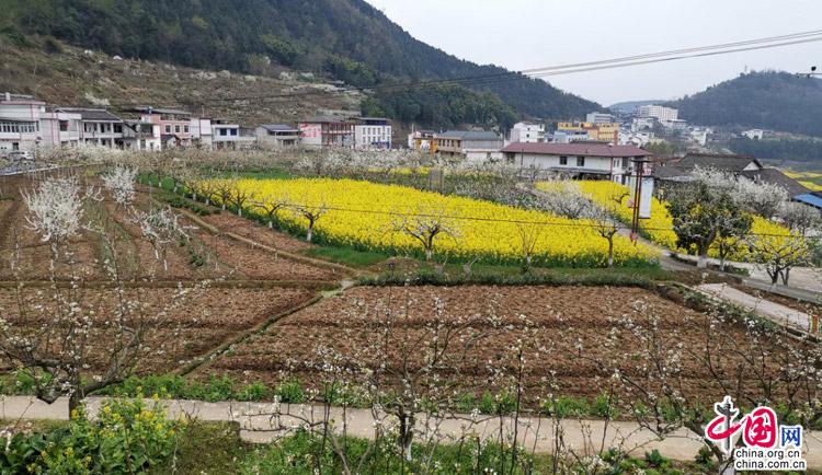 四川苍溪：梨花经济富农家 品牌优势已经凸显