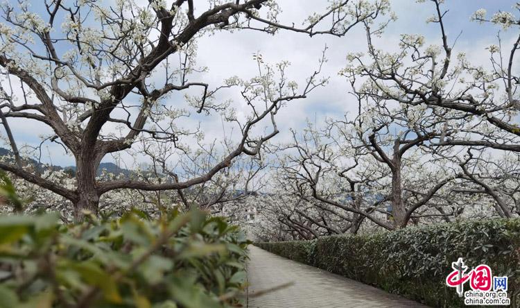 四川苍溪：梨花经济富农家 品牌优势已经凸显
