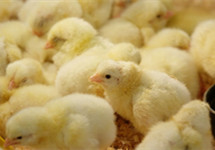 鸡苗价格涨幅超400% 企业与养殖户谁是受益者？