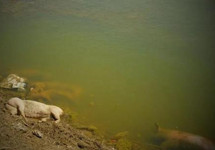 “死了就往坝外扔” 无害化处理农村推行难