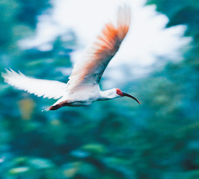 朱鹮保护，让世界见证中国奇迹