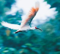 朱鹮保护，让世界见证中国奇迹