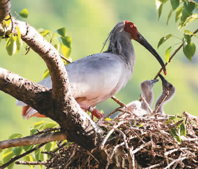 朱鹮保护，让世界见证中国奇迹