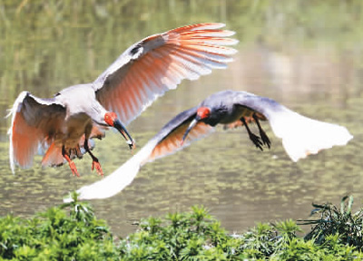 朱鹮保护，让世界见证中国奇迹