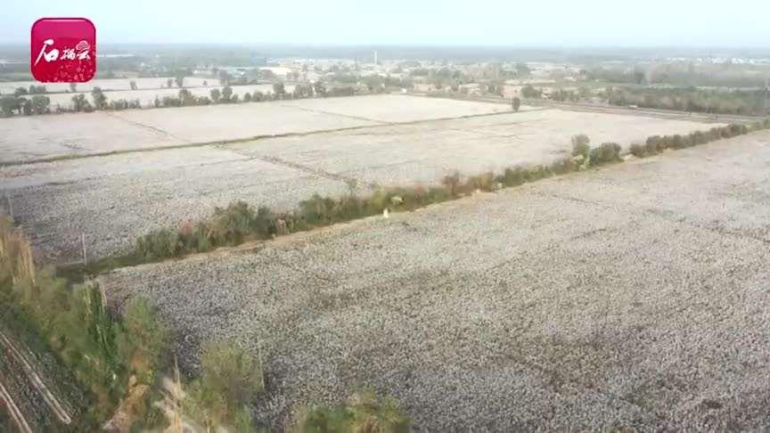 休想抹黑！关于新疆棉花的6个事实