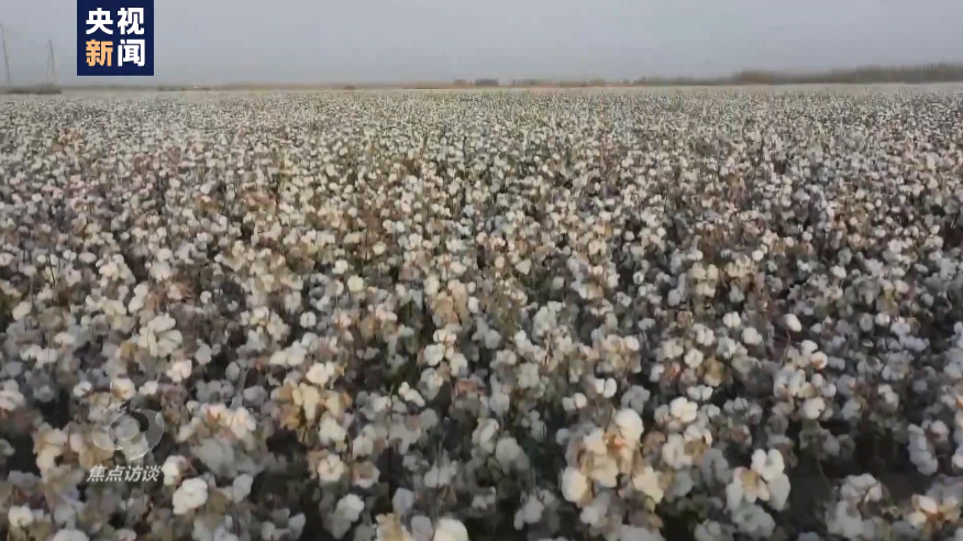 白棉花为何上了“黑名单”？