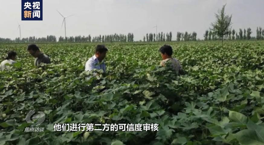 白棉花为何上了“黑名单”？