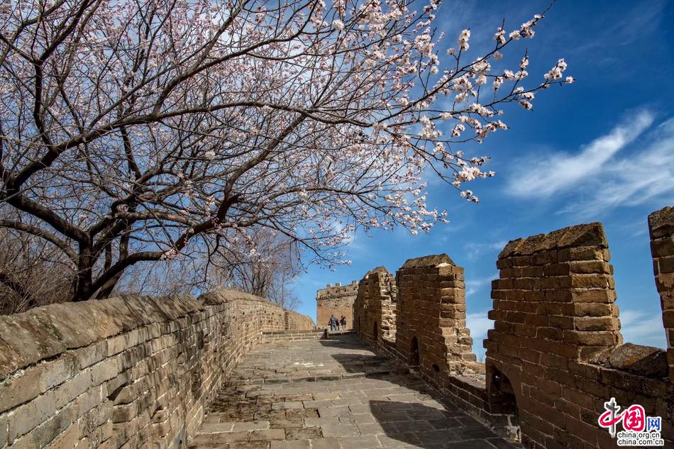杏花与长城共存美轮美奂 金山岭长城恍如人间天堂