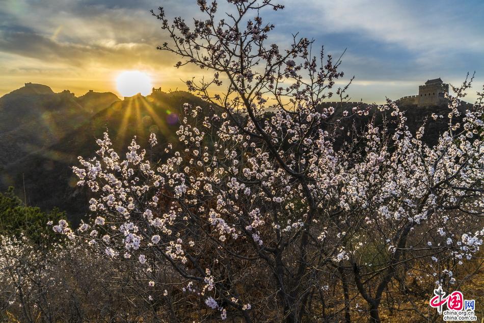 杏花与长城共存美轮美奂 金山岭长城恍如人间天堂