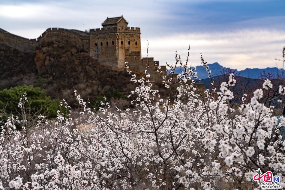 杏花与长城共存美轮美奂 金山岭长城恍如人间天堂