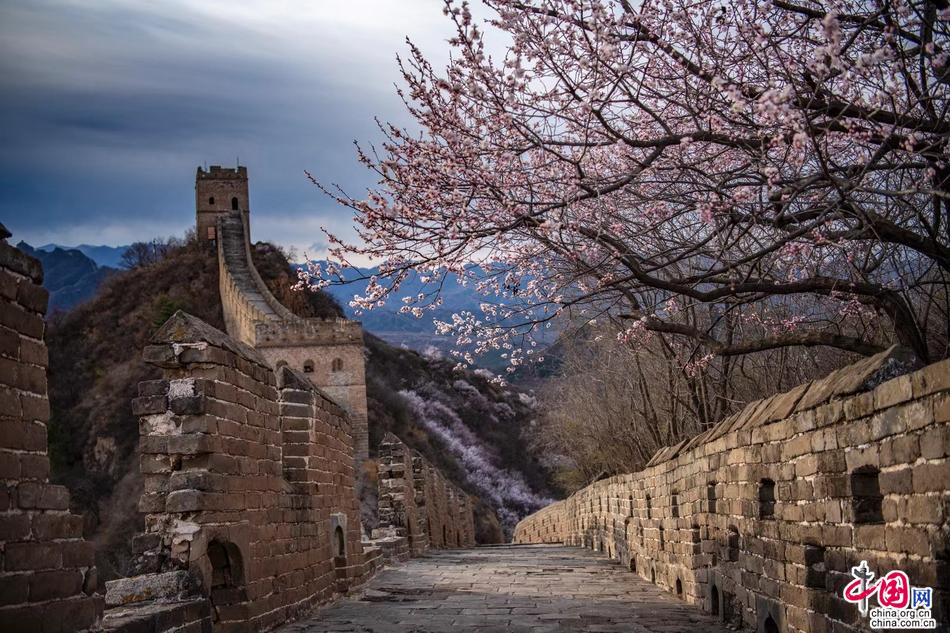 杏花与长城共存美轮美奂 金山岭长城恍如人间天堂