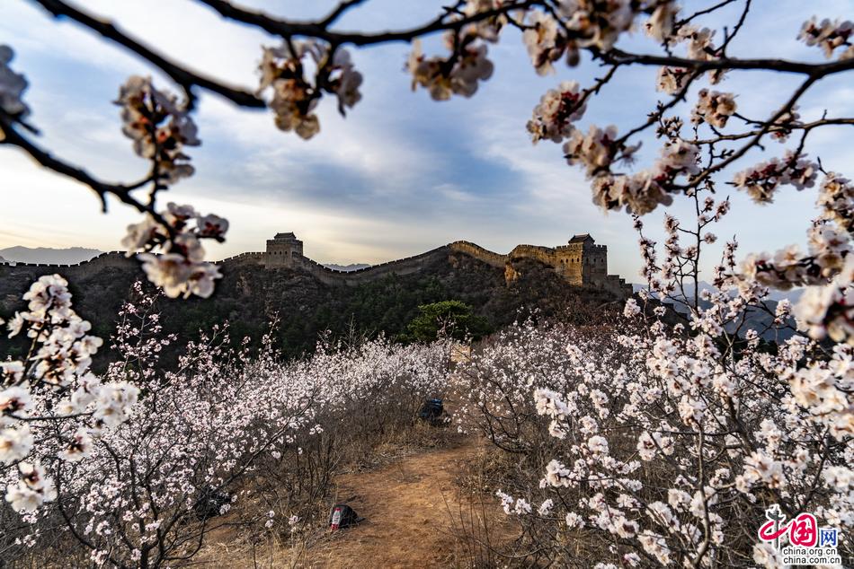 杏花与长城共存美轮美奂 金山岭长城恍如人间天堂