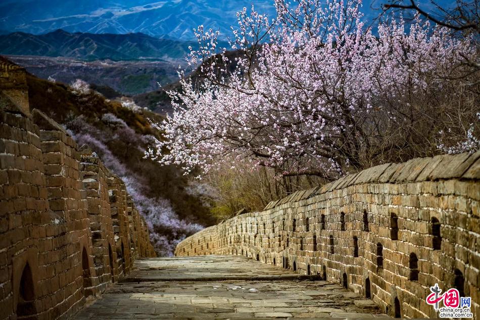 杏花与长城共存美轮美奂 金山岭长城恍如人间天堂