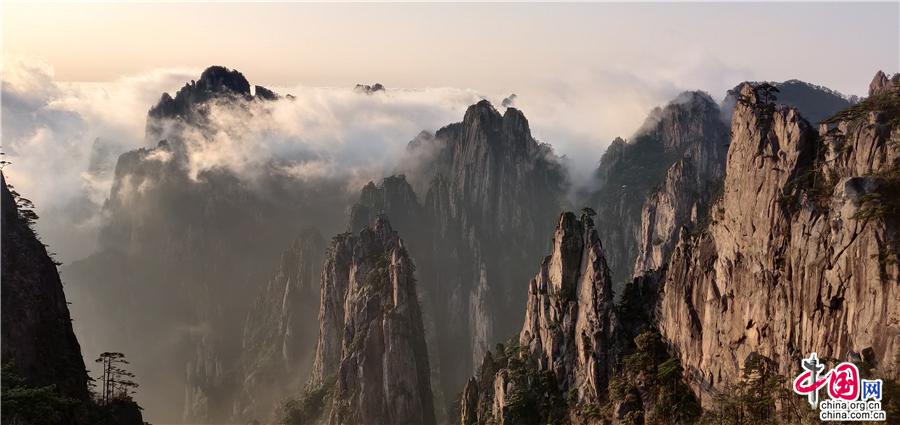 清明黄山：雨后云海与黄山木兰同框竞秀
