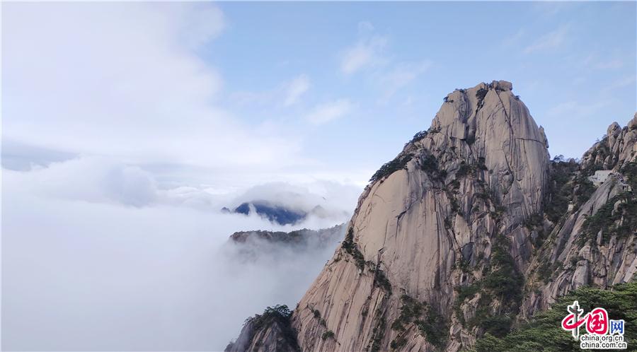 清明黄山：雨后云海与黄山木兰同框竞秀