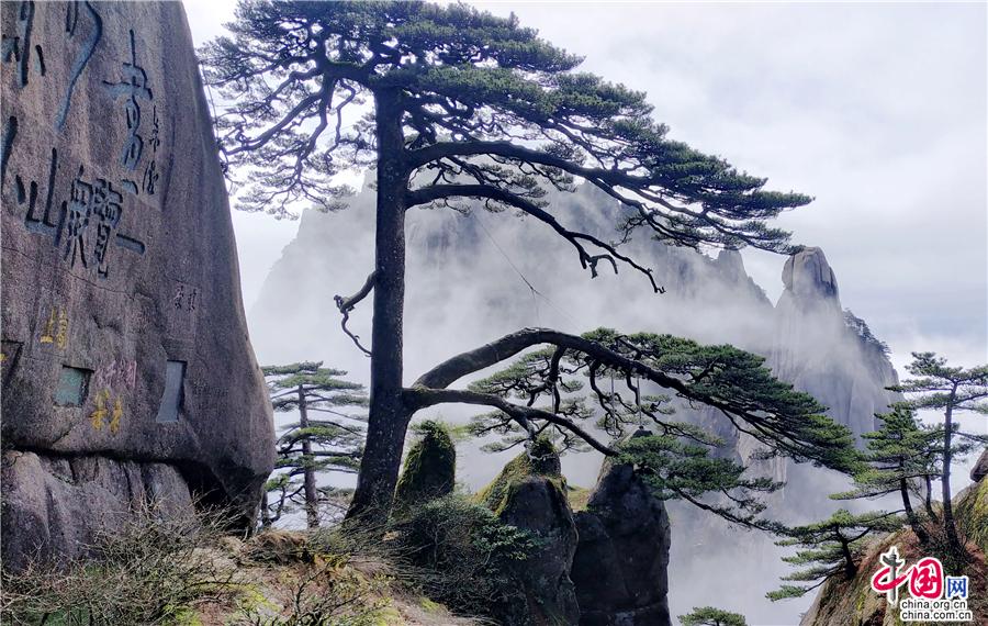 清明黄山：雨后云海与黄山木兰同框竞秀