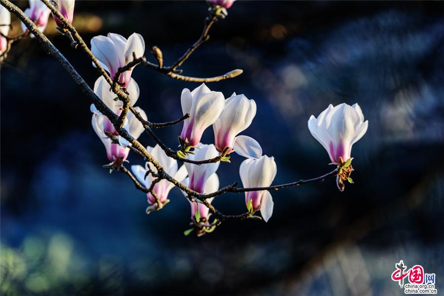 清明黄山：雨后云海与黄山木兰同框竞秀