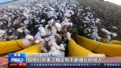 以色列短视频博主高佑思去新疆啦 亲身体验机械化种棉