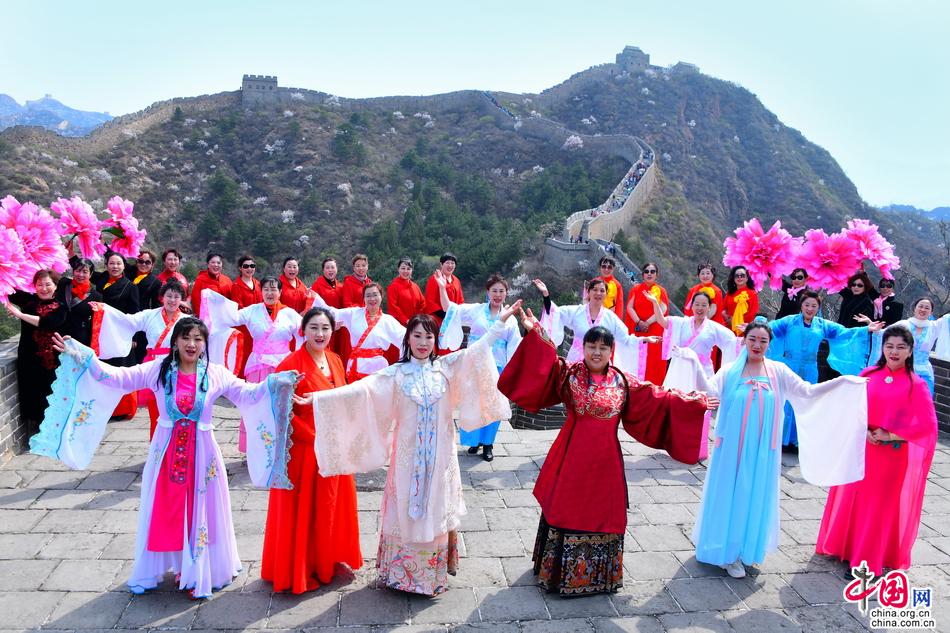 十万野山杏花开金山岭 中外宾客笑颜赞长城