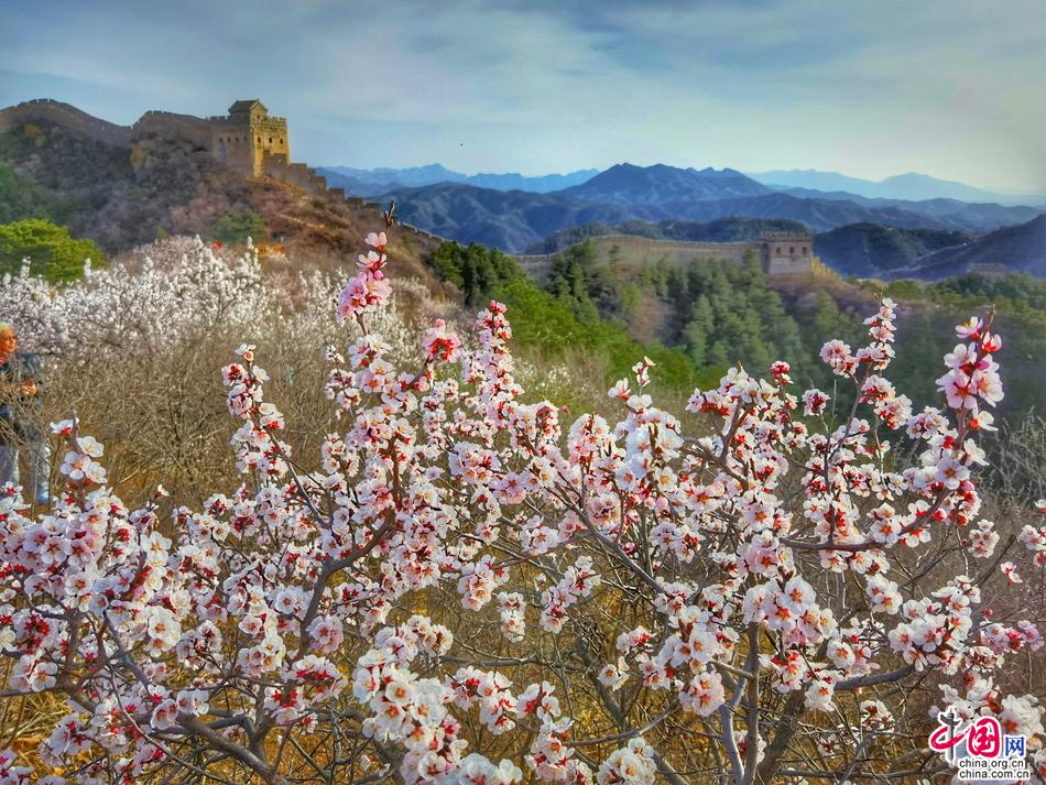 十万野山杏花开金山岭 中外宾客笑颜赞长城