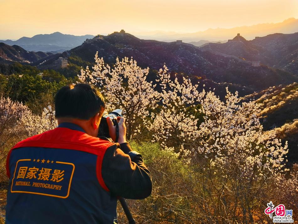十万野山杏花开金山岭 中外宾客笑颜赞长城