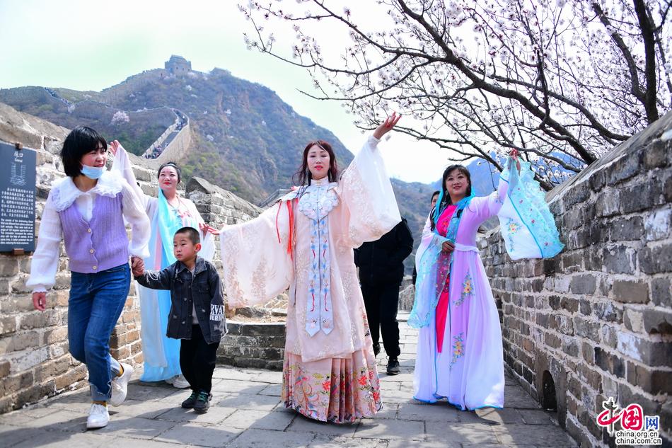十万野山杏花开金山岭 中外宾客笑颜赞长城